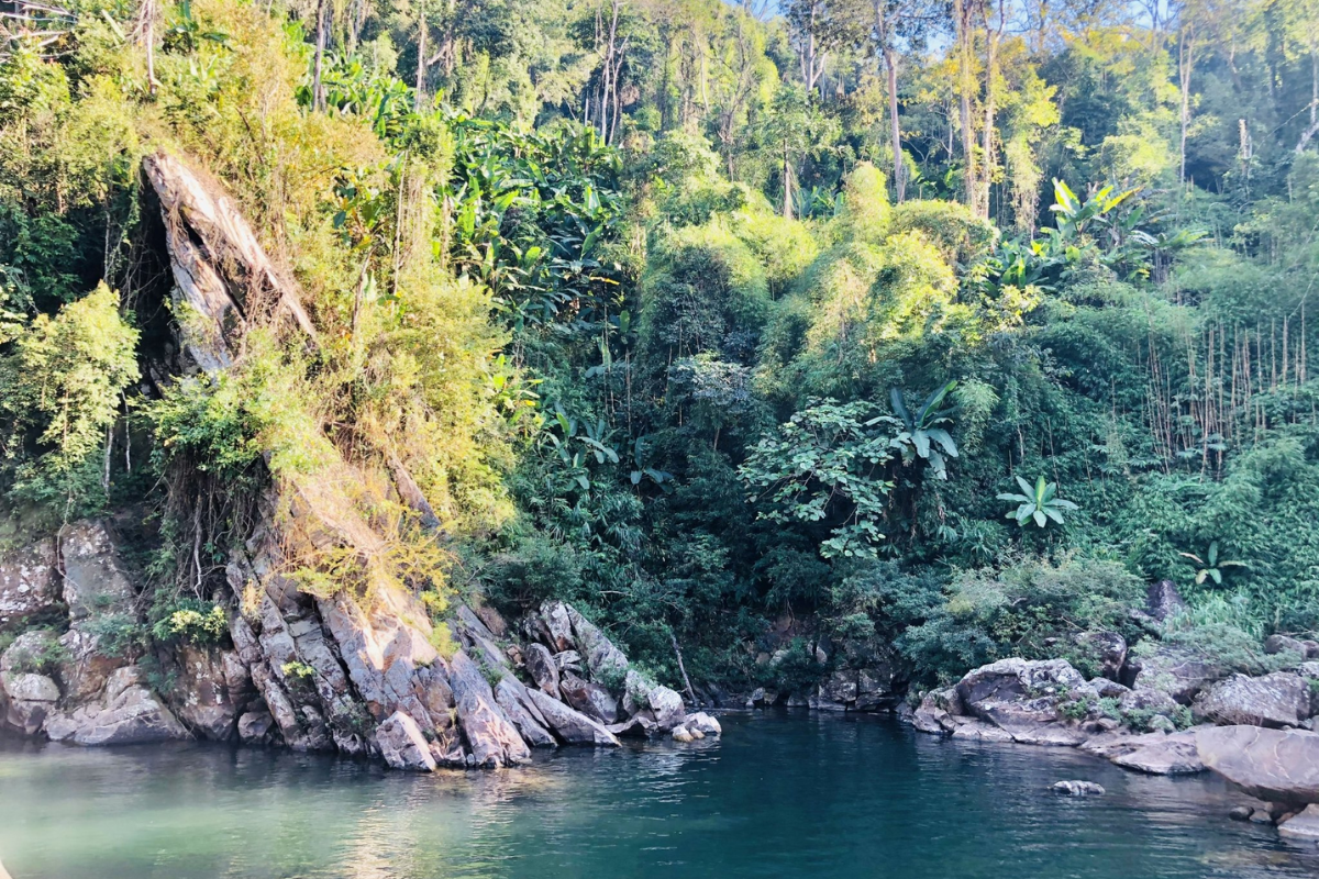 Dense forest canopy in Muong Nhe Nature Reserve