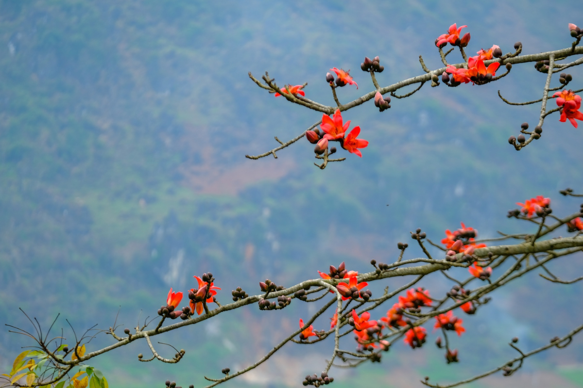 Red kapok flowers blooming above the turquoise waters of Nho Que River in Ha Giang