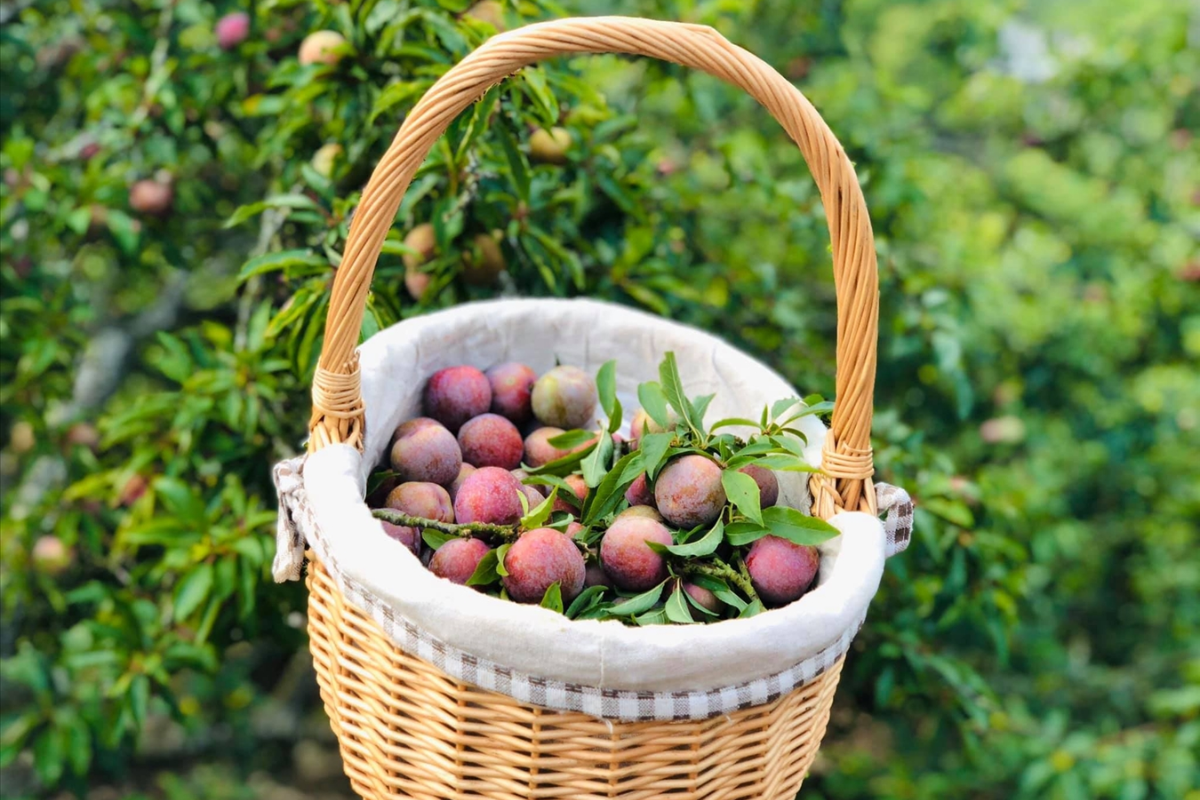 Picking ripe plums in Moc Chau’s fruit garden