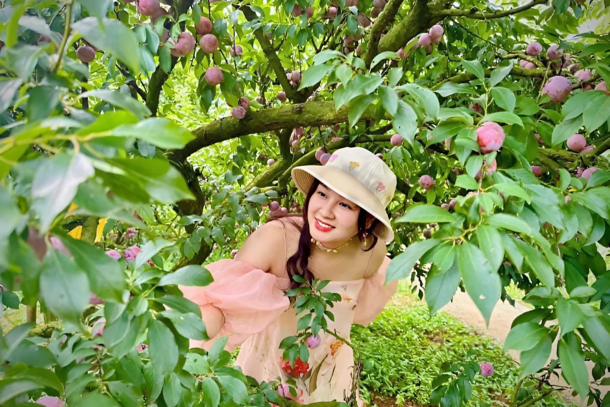 Tourists picking ripe plums in Moc Chau orchard during summer