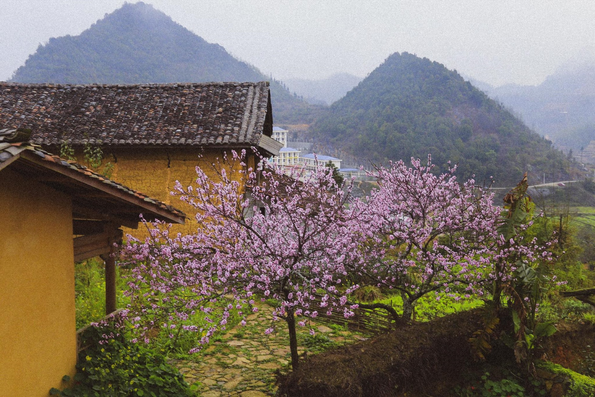 Pink peach lining a path in Lo Lo Chai, Ha Giang