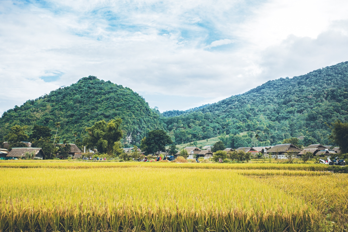 Rice Fields in Thon Tha