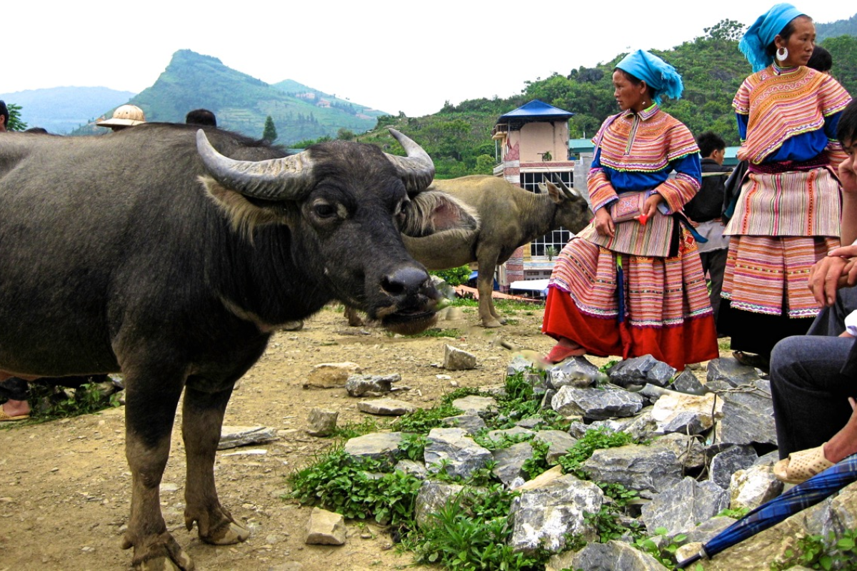 Buffaloes and local traders in traditional outfits at Sin Cheng Market in Si Ma Cai