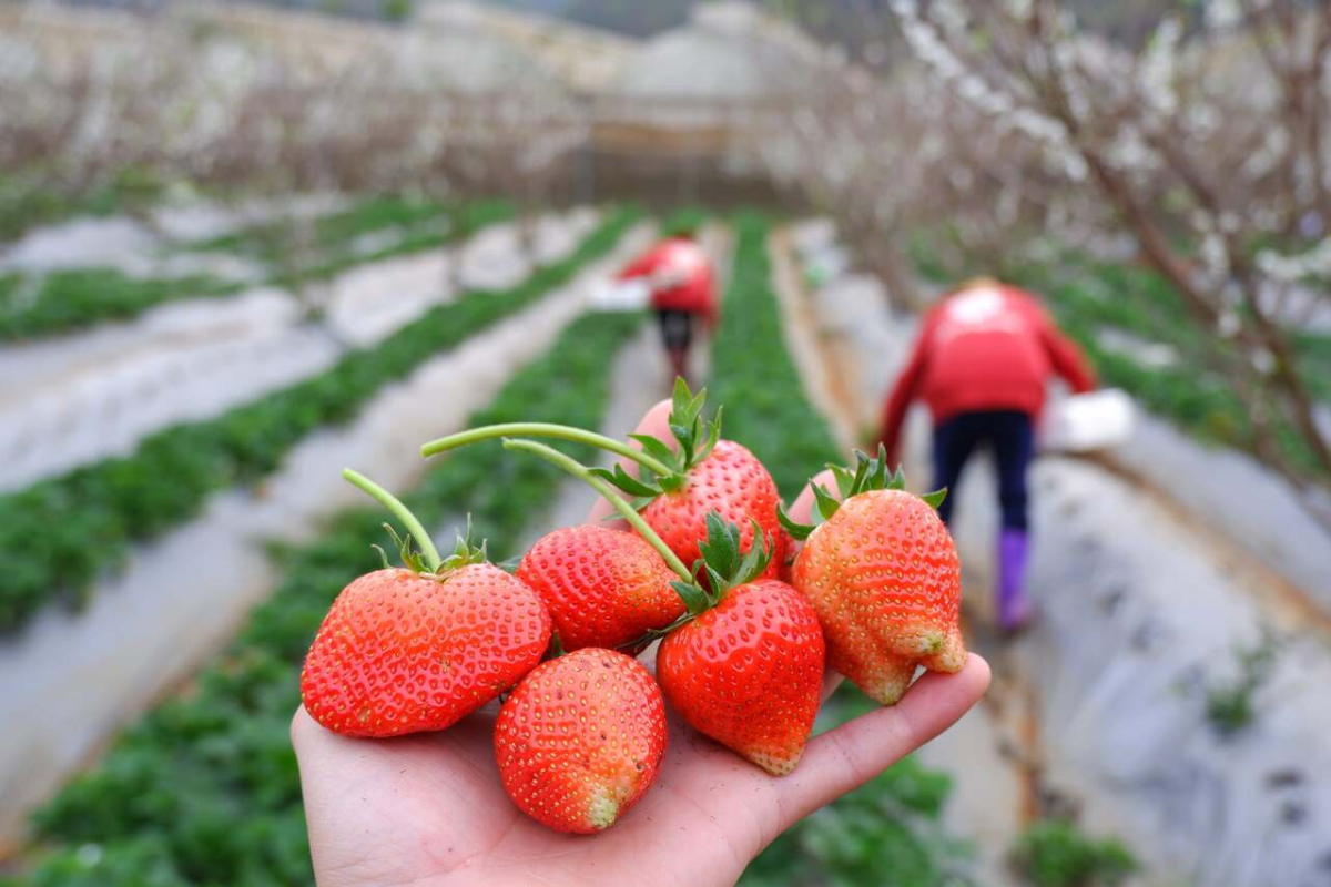 Freshly picked strawberries from Chimi Farm in Moc Chau