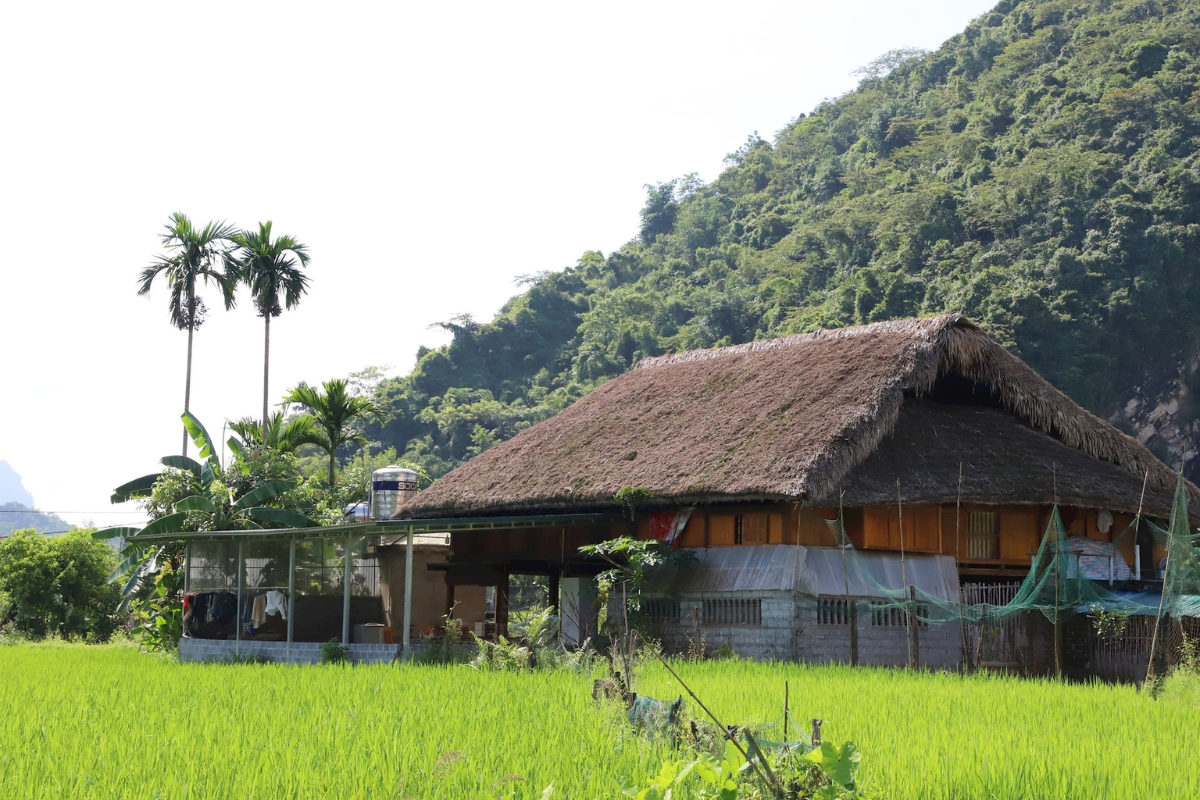 Traditional Tày stilt house surrounded by terraced rice fields in Hà Giang