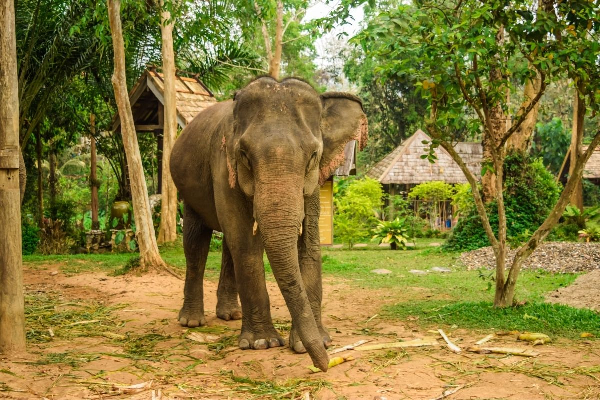 Luang Prabang 5 Days ( Buffalo Farm ) - photo 6