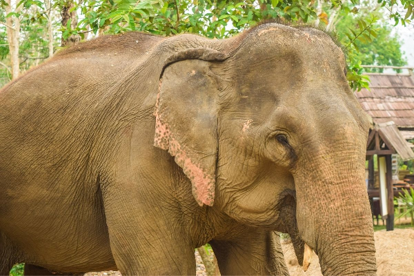 Luang Prabang 5 Days ( Buffalo Farm ) - photo 10