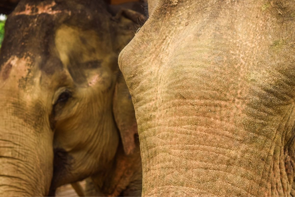 Luang Prabang 5 Days ( Buffalo Farm ) - photo 11