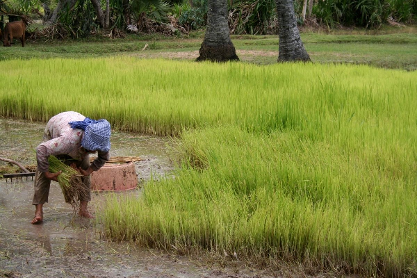 Luang Prabang 5 Days ( Buffalo Farm ) - photo 13