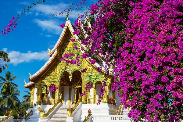 Luang Prabang 5 Days ( Buffalo Farm ) - photo 14