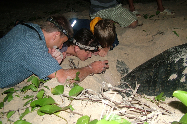 Watch Sea Turtles Nesting in Con Dao Tour - photo 1