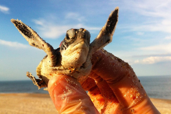 Watch Sea Turtles Nesting in Con Dao Tour - photo 2