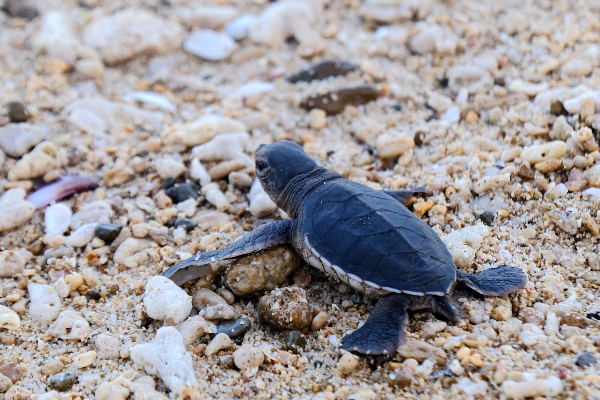 Watch Sea Turtles Nesting in Con Dao Tour - photo 5