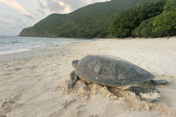 Watch Sea Turtles Nesting in Con Dao Tour - photo 6