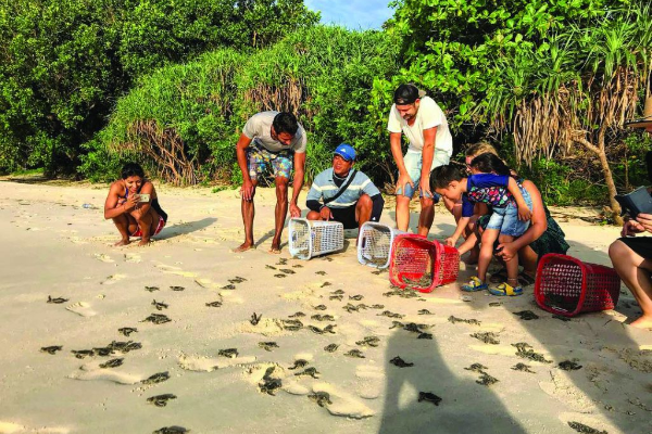 Watch Sea Turtles Nesting in Con Dao Tour - photo 7