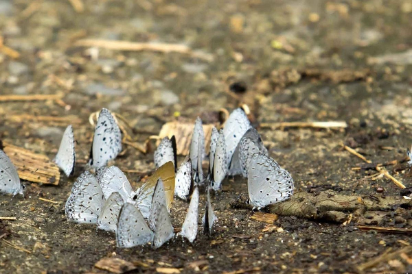 Cuc Phuong National Park Tour 1 Days - photo 1