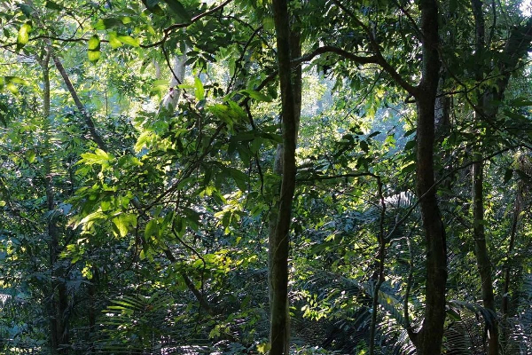 Cuc Phuong National Park Tour 1 Days - photo 4