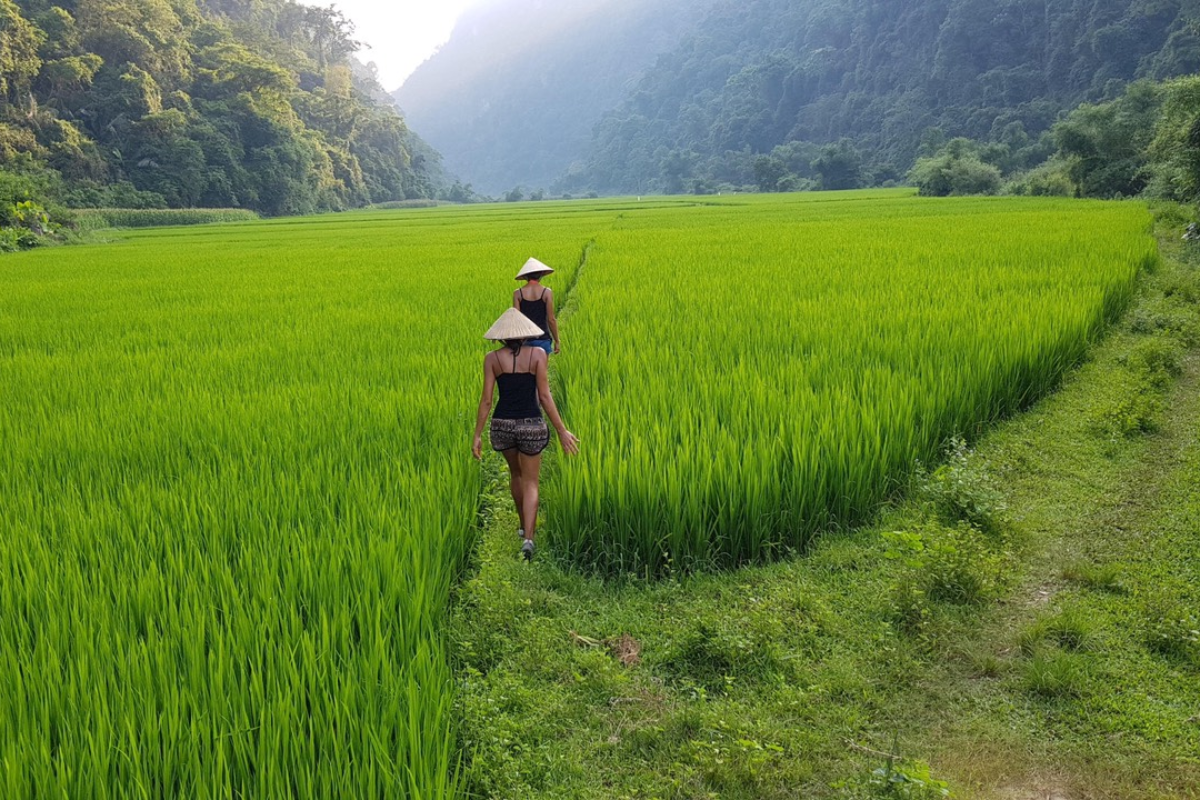 Tourists hiking through Mai Chau's rice fields and villages