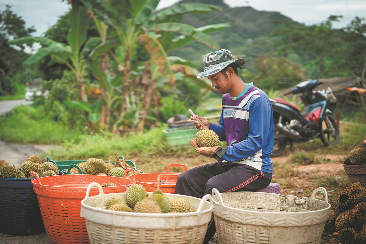 Traveler picking tropical fruit in a Chanthaburi orchard in June