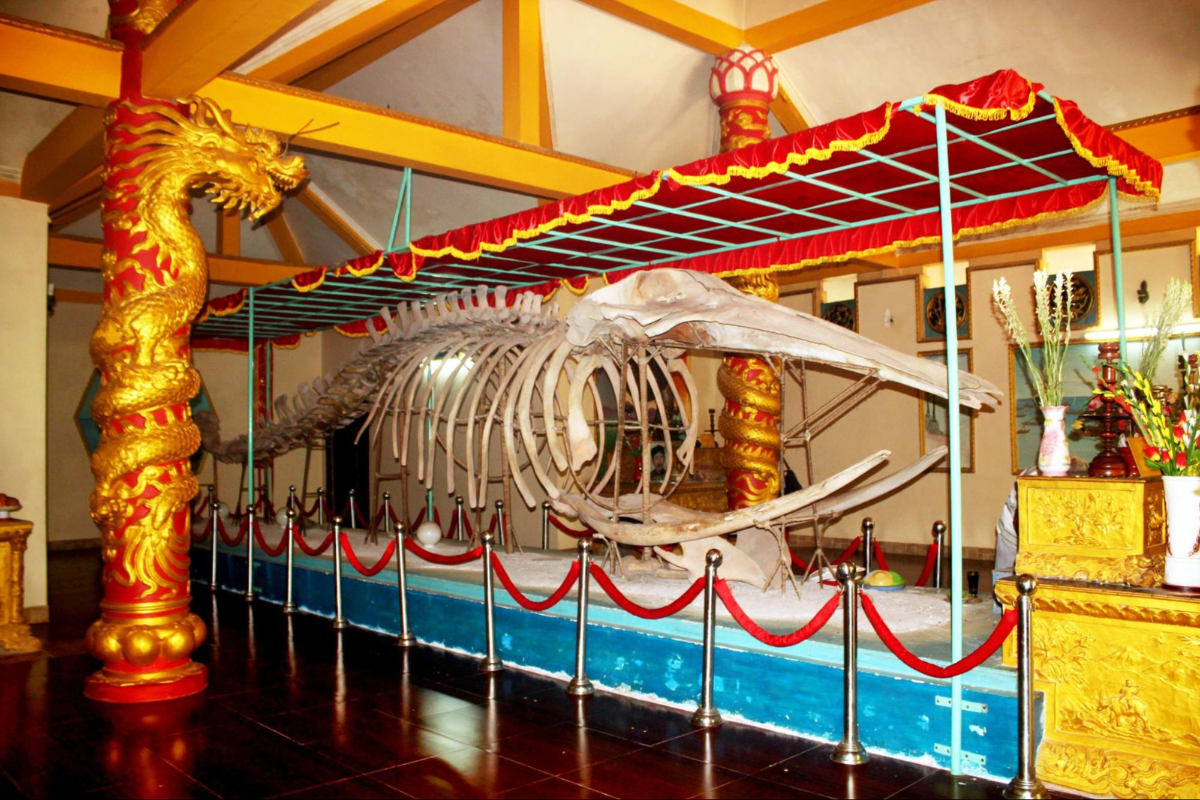 Massive whale skeleton displayed inside Van Thuy Tu Temple, the largest in Southeast Asia