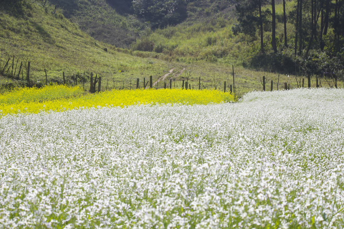 White mustard flower field in Ang Village, Moc Chau surrounded by pine trees