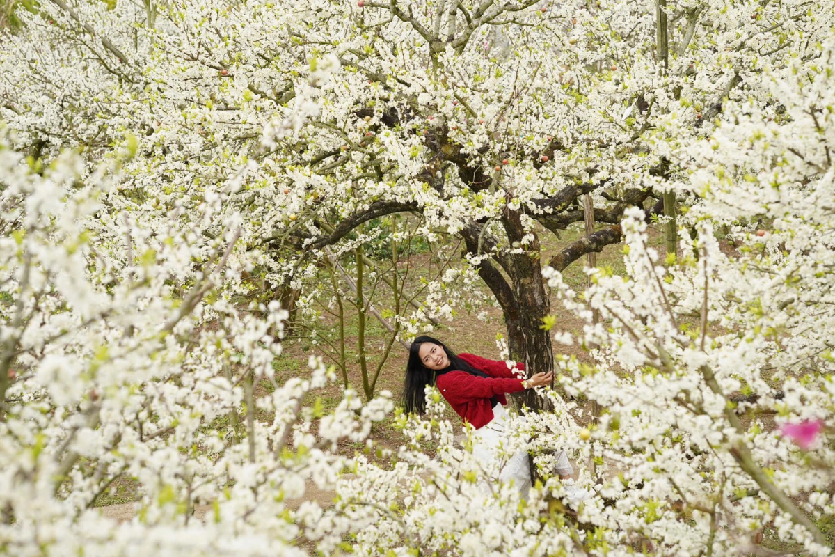 White plum blossoms in full bloom during spring in Moc Chau