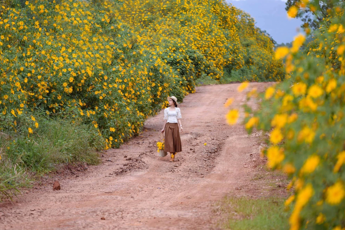 Wild sunflowers and blue skies in Moc Chau's autumn