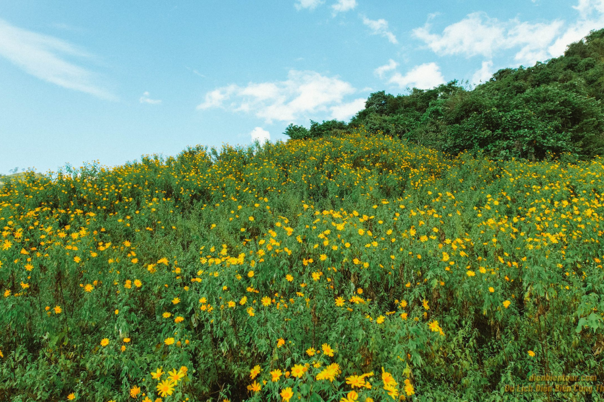 Wild sunflowers blooming along a mountain road in Muong Nhe