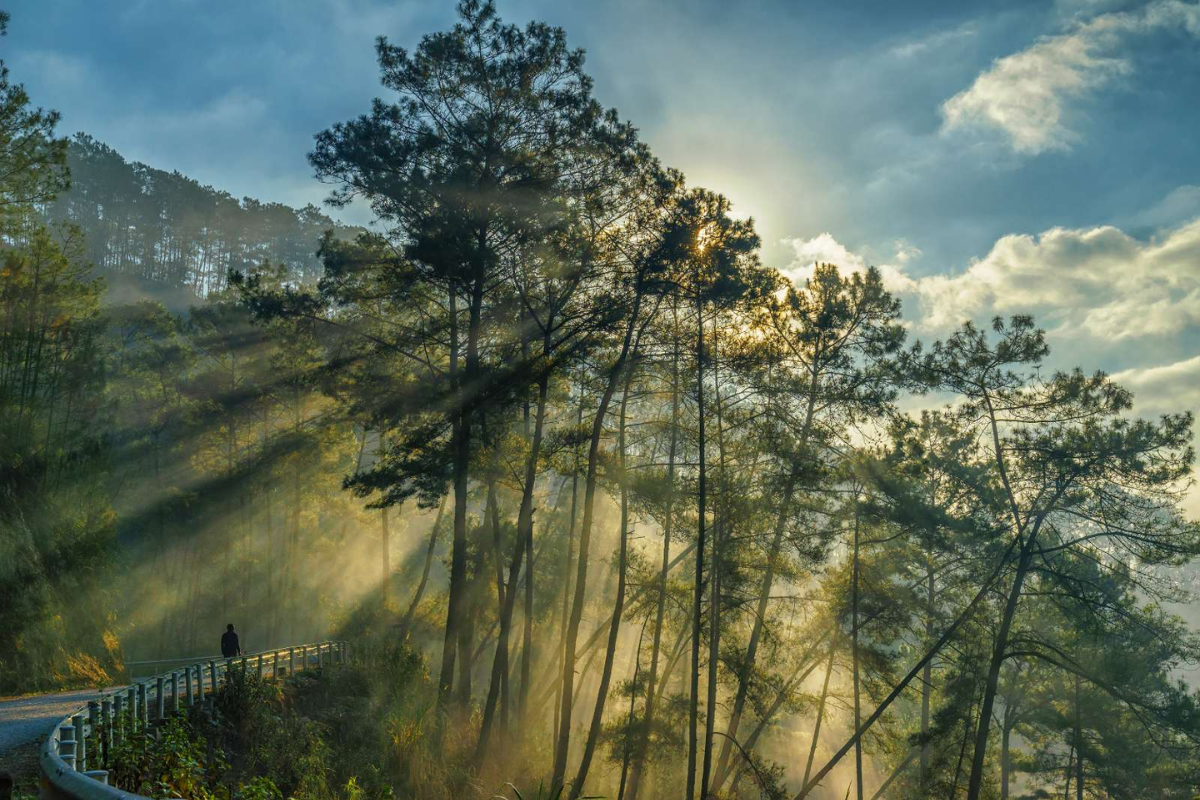 Panoramic view of Yen Minh Pine Forest in Ha Giang, Vietnam, with mist rising among the pine trees